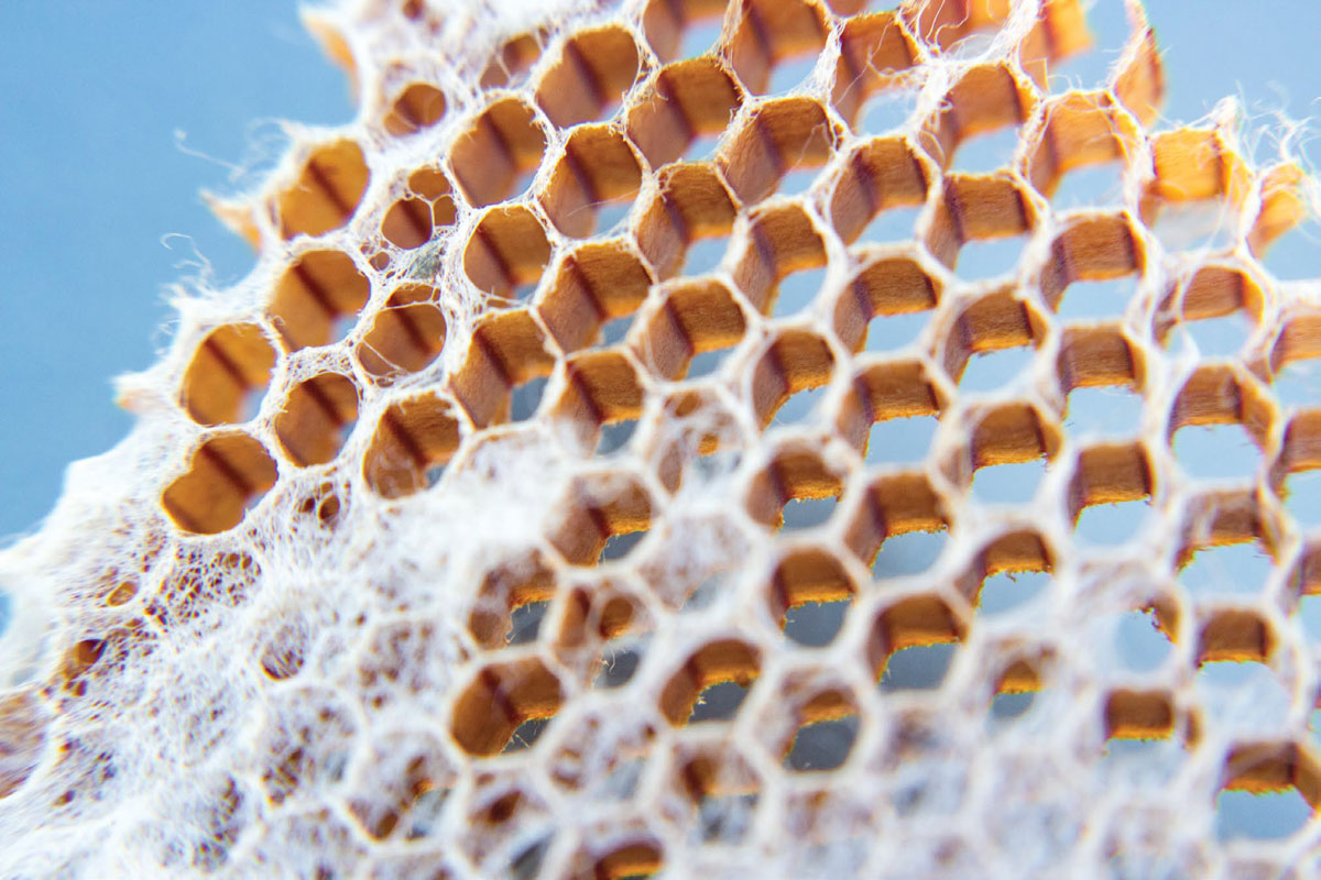 honeycomb structure with white fuzz on the lower portion