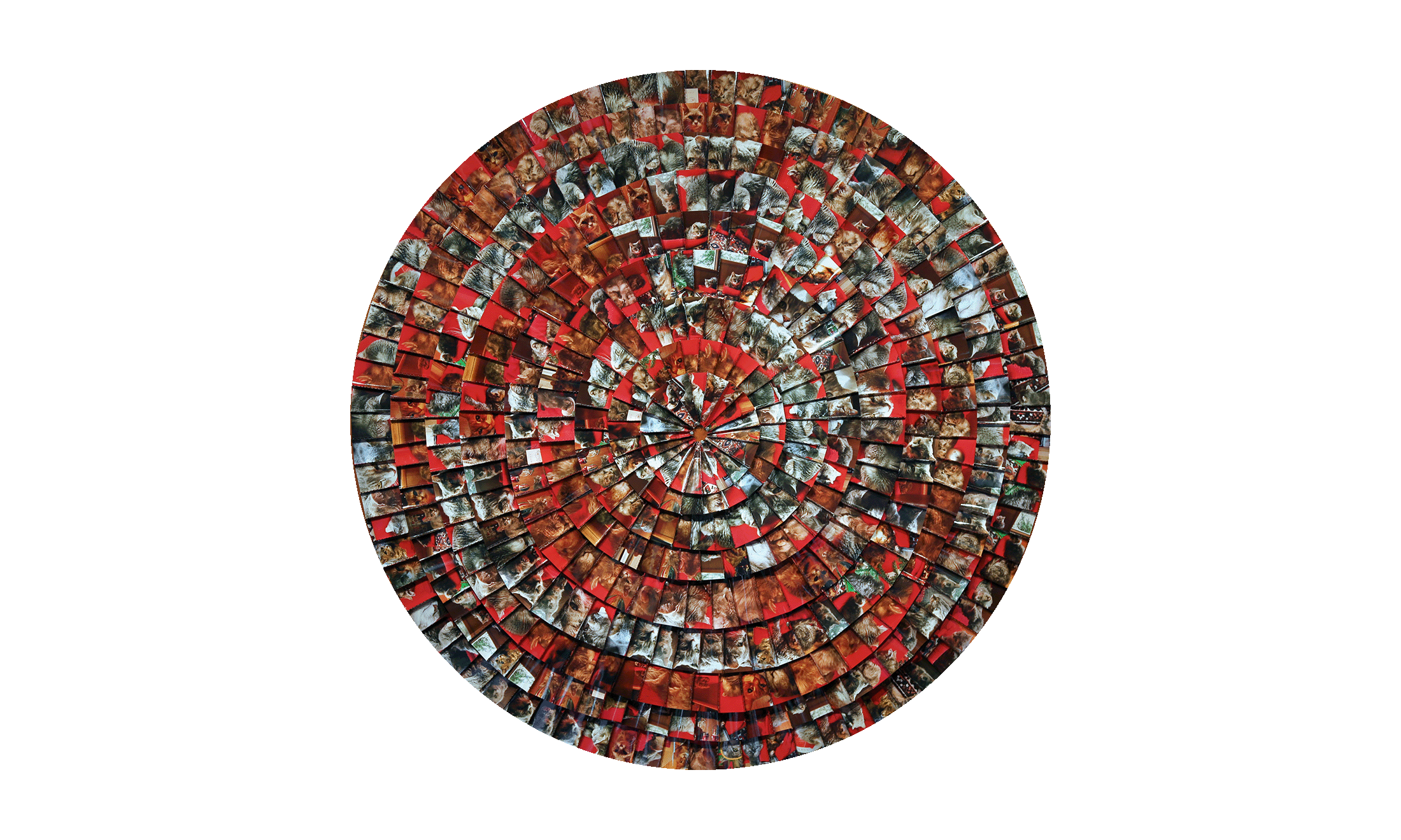 collage of cut close-up photos arranged in circular layers to create a full, gapless circle