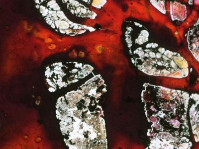 detail of a glass slide stained with red color. It looks like something melting.