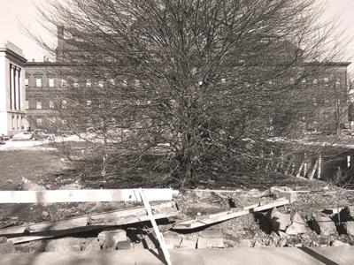 black and white photo of construction debris under a very twiggy leafless shrub